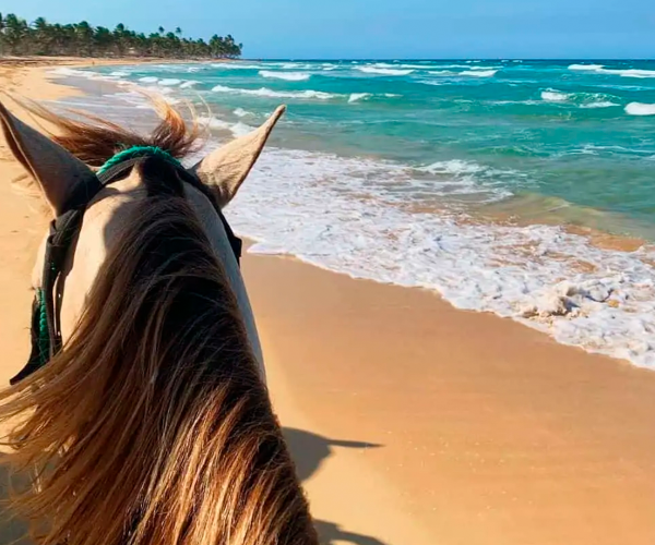 Horse.png